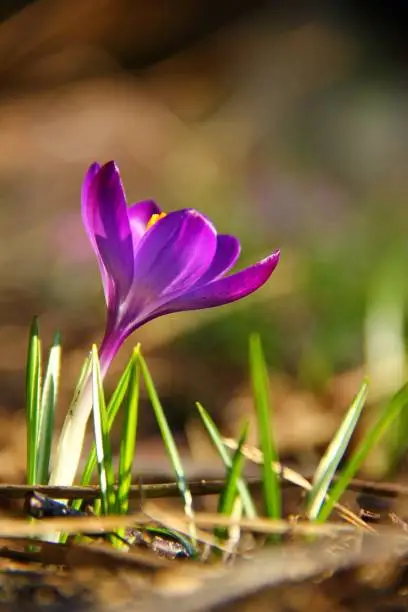 A low angled portrait of a purple crocus flower standing in between some blades of grass on a sunny day. The vibrant colors of the springflower really pop from the screen.