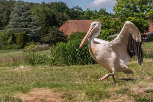 istock Pelican is running on the field. Birds watching 1434189661