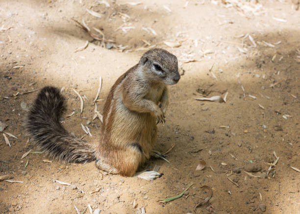 istock Cape Ground Squirrel, South African ground squirrel, Geosciurus inauris 1434191485
