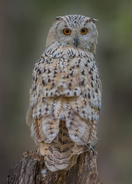 istock Siberian eagle owl, Bubo bubo sibiricus. Portrait. Close up 1434192180