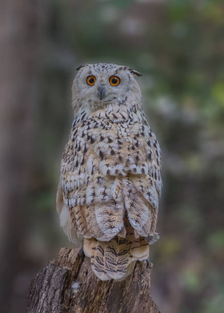 istock Siberian eagle owl, Bubo bubo sibiricus. Portrait 1434192427