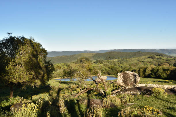 fotos de paisagem - brasil - cidade de caçapava do sul - locust tree landscape scenics - fotografias e filmes do acervo