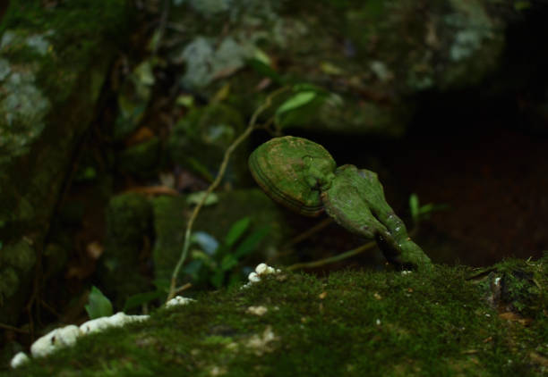 into the wild collecion - fotos da floresta profunda, natureza, brasil 3. - locust tree landscape scenics - fotografias e filmes do acervo