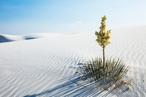 This blooming yucca stands tall in the desert of New Mexico at White Sands National Park. The park is a field of white sand dunes composed of gypsum crystals. The yuccas bloom in spring. Stunning area is beautiful with the bright blue sky against the white sand. Plants play a critical role in the ecosystem as they provide food and shelter for wildlife.