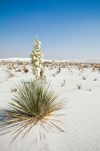 A single yucca plant in  White Sands National Park in New Mexico