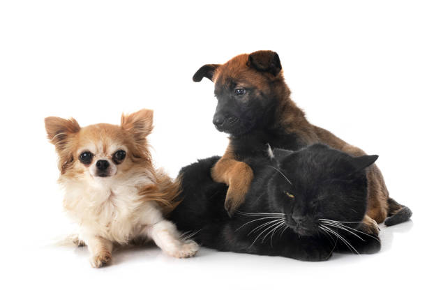 istock puppy malinois, chihuahua and cat 1434195497