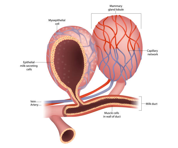 illustrations, cliparts, dessins animés et icônes de lobule de la glande mammaire et anatomie du sein. cellules sécrétrices de lait épithélial. alvéoles mammaires et cellule myoépithéliale. - lactiferous duct