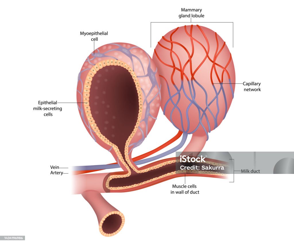 Mammary Gland lobule and Anatomy of the Breast. Epithelial milk-secreting cells. Mammary Alveoli and Myoepithelial cell. - Royalty-free Anatomi Vector Art Mammary Gland lobule and Anatomy of the Breast. Epithelial milk-secreting cells. Mammary Alveoli and Myoepithelial cell. - Royalty-free Anatomi Vector Art