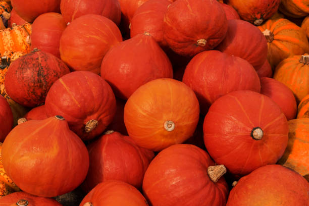 istock Orange pumpkins. Autumn vegetables Close up 1434197109