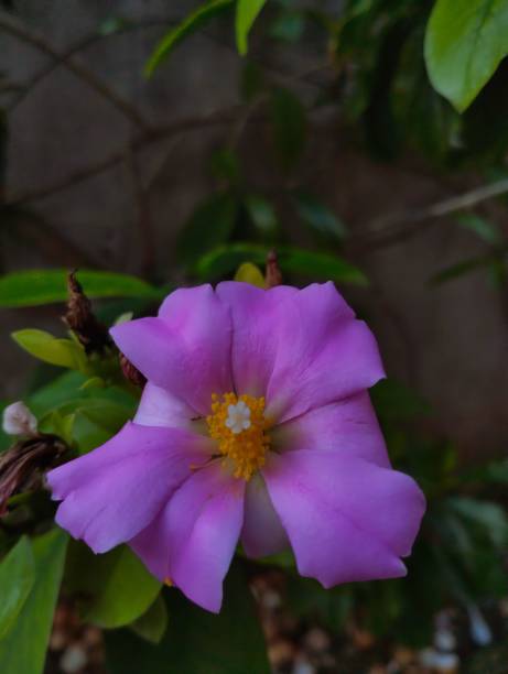 istock Rhodocactus grandifolius 1434197370
