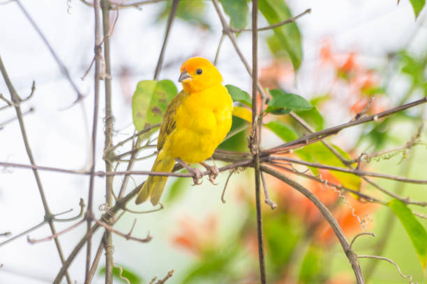 Yellow canary bird on a branch Yellow canary bird on a branch serin stock pictures, royalty-free photos & images