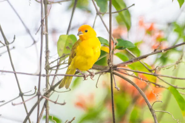 Yellow canary bird on a branch