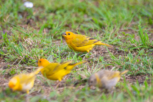 Yellow canary bird feeding on land
