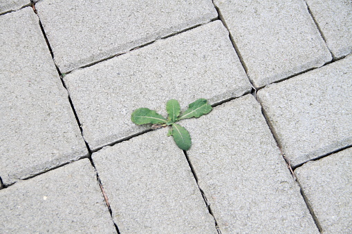 A few weeds growing in urban environment.