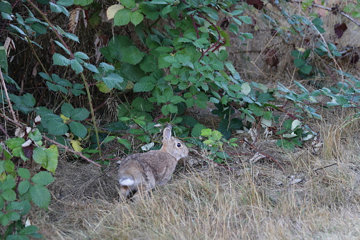 Wild rabbit nibbling grass next to a leafy plant