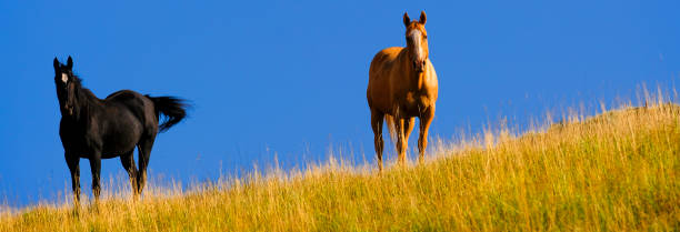 istock Horses Grazing on Hillside with Blue Sky and Clouds 1434200198