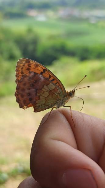 istock Beautiful brown butterfly on the hand 1434200353