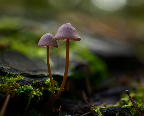 사이키델릭 버섯 - 야생에서 자라는 실로시빈 버섯. - magic mushroom moss autumn outdoors 뉴스 사진 이미지
