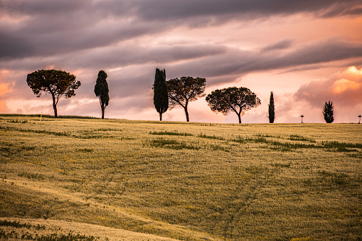 Tuscany Landscape At Sunset - Val'd Orcia