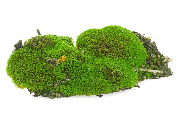 istock Green moss on soil with grass and roten branches isolated on a white background 1434203170