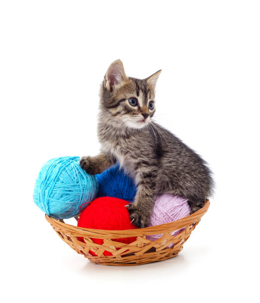 gattino grigio con le palle nel cestino. - yarn ball foto e immagini stock
