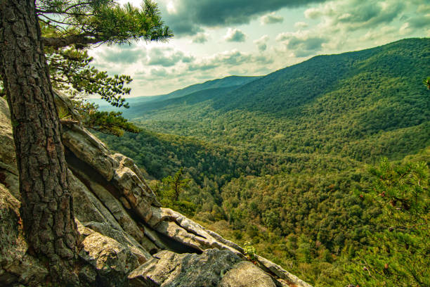 Virginia pines Virginia pines under a bright blue sky in the Shenandoah Valley. george washington national forest stock pictures, royalty-free photos & images