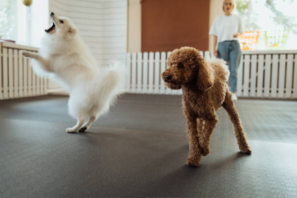 Little brown Poodle and snow-white Japanese Spitz training together in pet house with dog trainer Brown Poodle and snow-white Japanese Spitz training together in pet house with dog trainer snow white and the seven dwarfs photos stock pictures, royalty-free photos & images