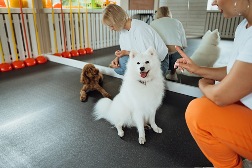 Brown Poodle and snow-white Japanese Spitz training together in pet house with dog trainer