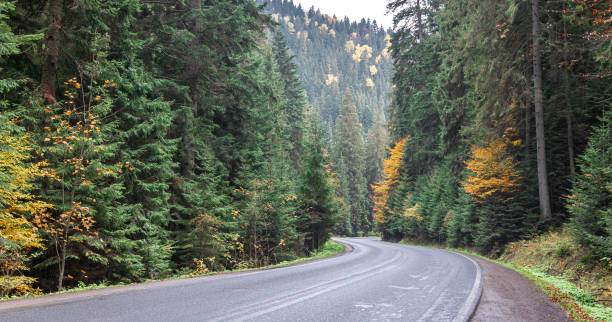 istock Winding road in a mountainous area in a coniferous forest. 1434207284