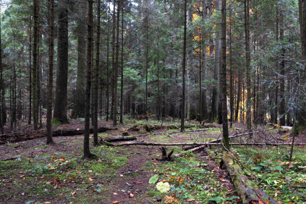 istock Coniferous forest in the highlands in early autumn. 1434207290