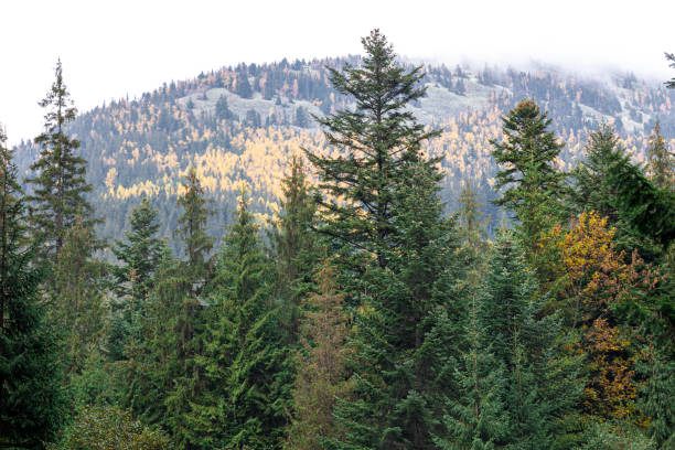 istock Coniferous forest in the highlands in early autumn. 1434207293