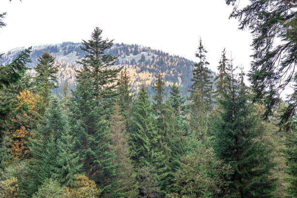 istock Coniferous forest in the highlands in early autumn. 1434207294