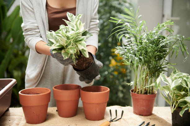 istock Woman Repotting Pothos Flower 1434207883