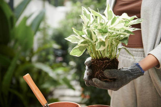 istock Female Gardener Repotting Plant 1434207892