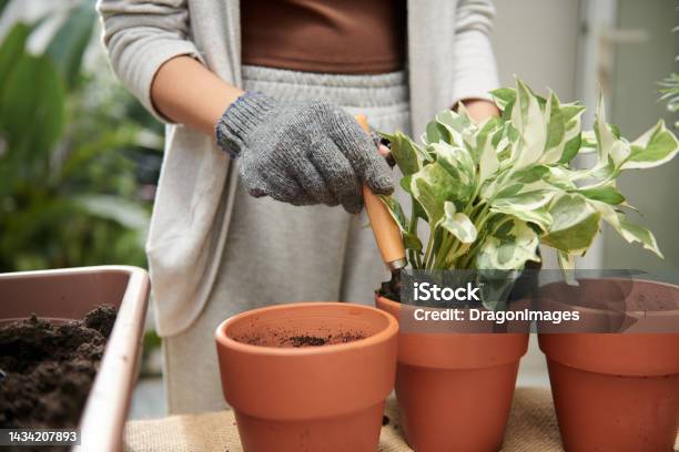 Woman Putting Pothos Plant In Pot Stock Photo - Download Image Now - Plant, Flower Pot, Golden Pothos