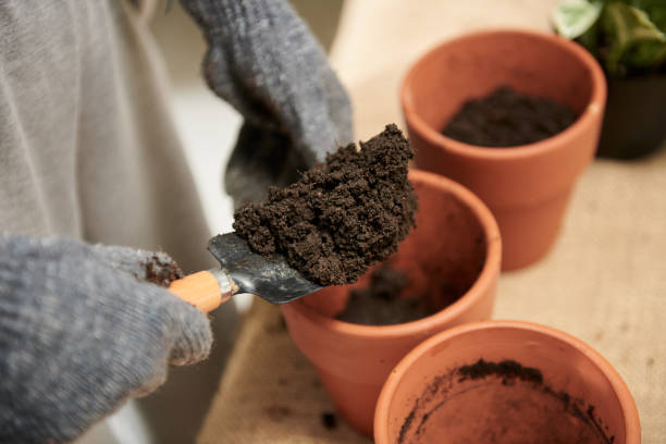 istock Gardener Putting Fertile Soil in Pots 1434207907