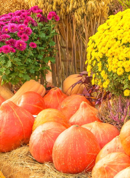 istock pumpkins and bouquets of chrysanthemums 1434208285