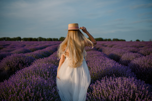 Back view of young beautiful woman in a white dress and a hat is walking in the lavender field. Lavender flowers field.