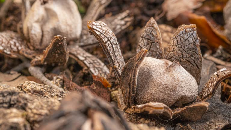 Astraeus hygrometricus Fungus time lapse videos, opening and closin the 