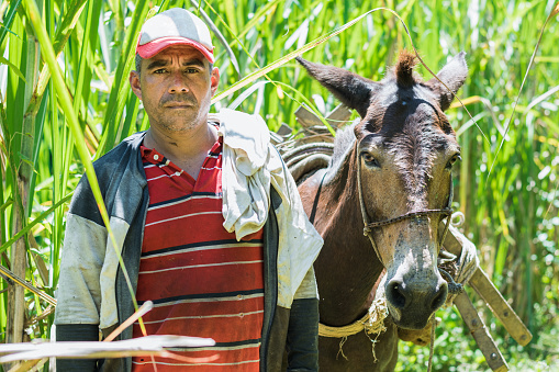 colombian peasant sugar cane farmer, standing with his mule, finishing his day's work after working as a muleteer, transporting sugar cane to the sugar mill. brown man working in the sugar cane mill.