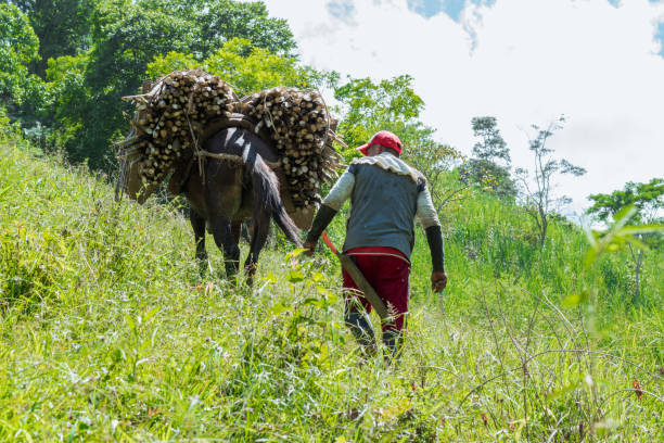 mule nella regione di paisa in colombia trasporta un carico di canna da zucchero con il suo mulo su una montagna per raggiungere lo zuccherificio. concetto di lavoro contadino. - il formaggio di coltivatore foto e immagini stock