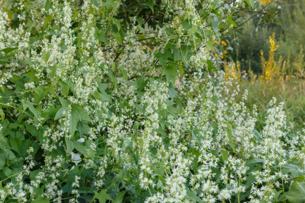 istock Thick thickets of echinocystis blooming in garden 1434212191