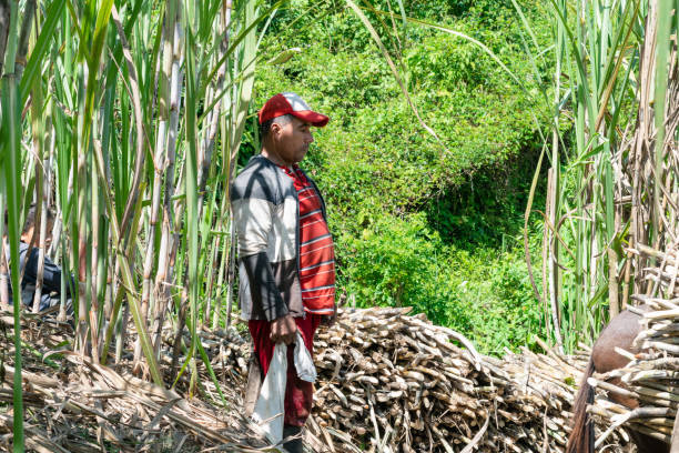 istock brown-skinned colombian peasant, standing watching the sugarcane crop, thinking about his economic situation. latin man surrounded by freshly cut sugarcane. 1434212264