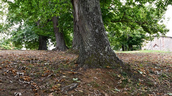 October Chestnut October Chestnuts And Hedgehogs Fall To The Ground Chestnut Harvest ...