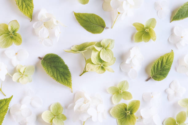 istock White green flowers background on hydrangea floral texture flatlay 1434213730