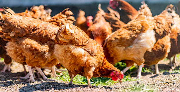 istock Chickens on traditional free range poultry farm 1434213824