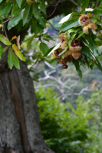 Acer platanoides tree