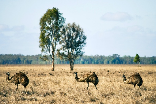 Horizontal landscape photo of three wild emus walking on grass near The Coorong National Park, south east of Adelaide, South Australia in Autumn.