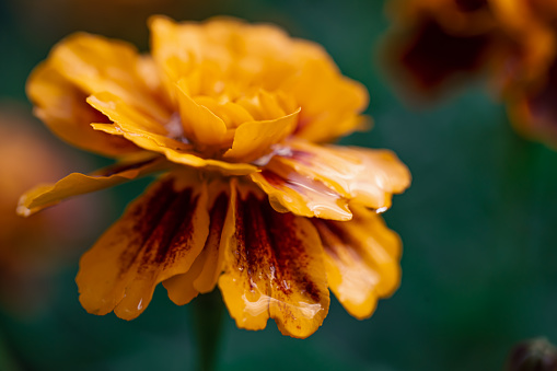 Soaking wet orange flower outdoors on an Autumn morning.