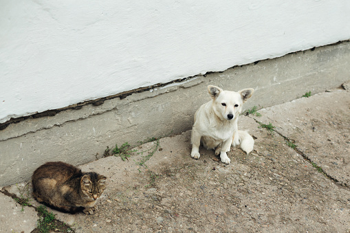 lonely dog and a cat feeling sad on the street